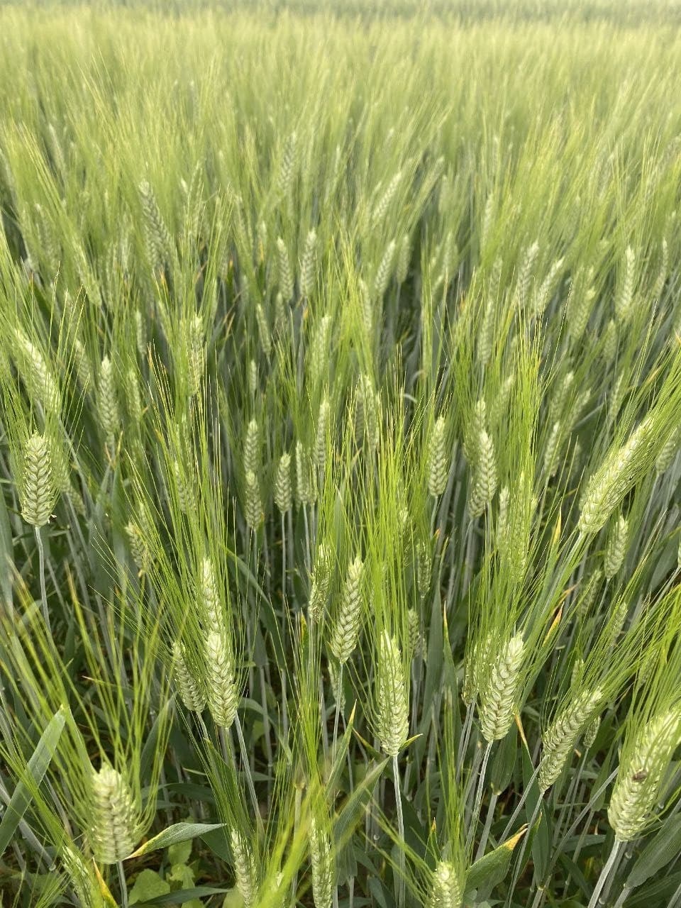 Вплив умов на врожайність пшениці