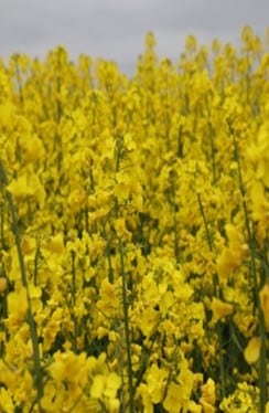 КЕНТАКІ
